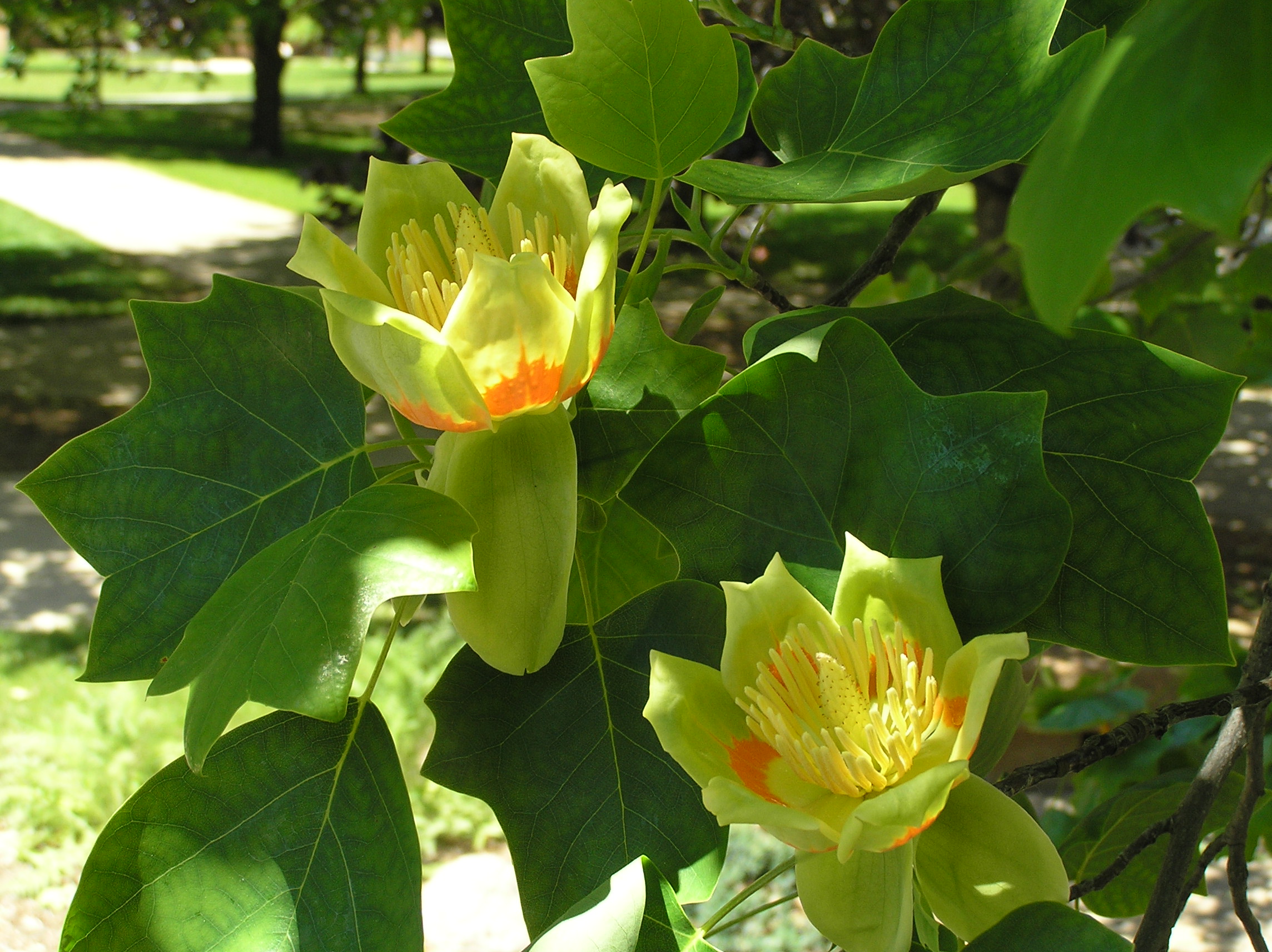 Native Trees Of Indiana Walk